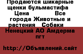 Продаются шикарные щенки бульмастифа › Цена ­ 45 000 - Все города Животные и растения » Собаки   . Ненецкий АО,Амдерма пгт